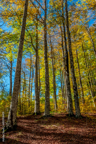 The Irati forest  in the Pyrenees Mountains of Navarra  in Spain  a spectacular beech forest in the month of October
