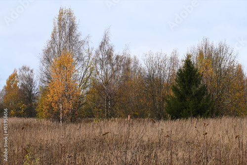 field with dry plants and trees with yellow leaves. Green spruce among autumn landscape. Colors of autumn