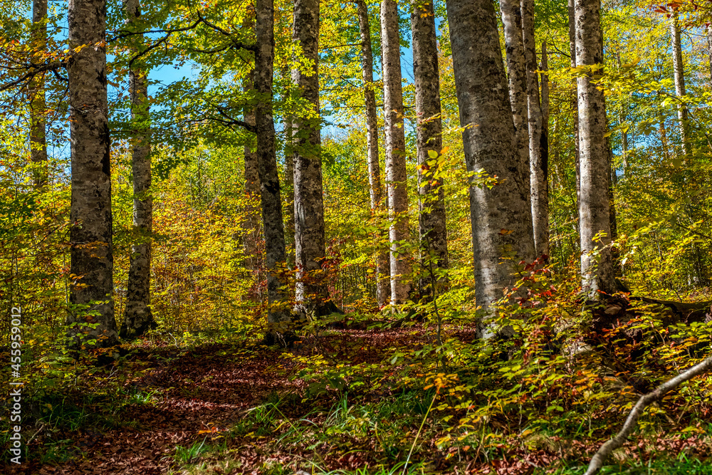 The Irati forest, in the Pyrenees Mountains of Navarra, in Spain, a spectacular beech forest in the month of October The Irati forest, in the Pyrenees Mountains of Navarra, in Spain, a spectacular beech forest in the month of October