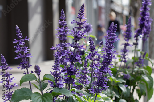 Beautiful English Lavender 'Betty's Blue', or Lavandula angustifolia in a suburban sidewalk with people walking by