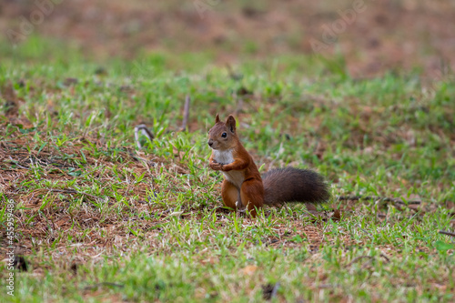 Red squirrel in grass, Sciurus vulgaris in spring, sumer scene  © airunreal