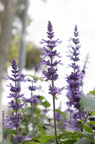 Beautiful English Lavender 'Betty's Blue', or Lavandula angustifolia in a suburban sidewalk.