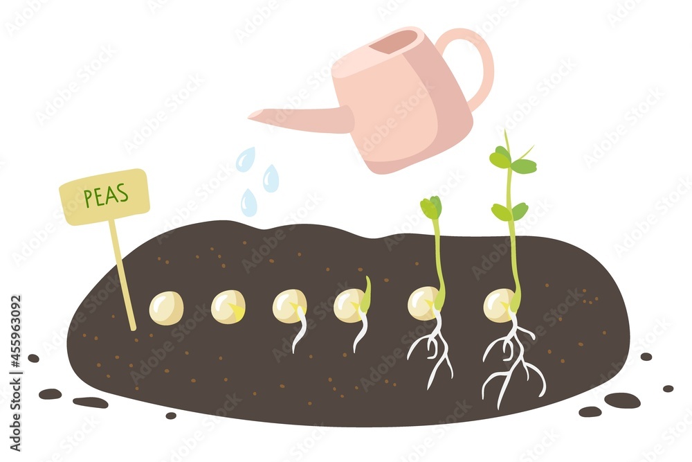 Plant growing process. Green pea seeds germinate in ground. Labelling