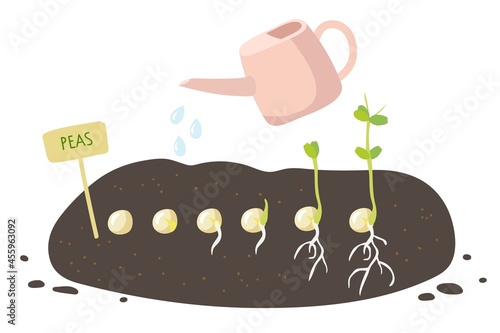 Plant growing process. Green pea seeds germinate in ground. Labelling plate, watering can, seeds at different growth stages, roots appearance and first leaves. Vegetable organic eco farm products.