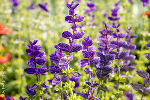 Group of Beautiful blue salvia viridis flowers with green leaves on the flower bed in a garden in summer