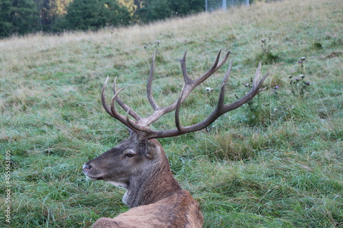 deer in the green