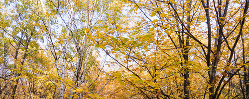 Autumn trees background
