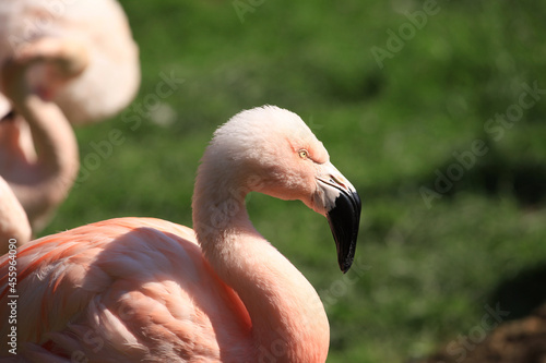 Flaming, bird, flaming, ptactwo, roz, zwierzak, charakter, ogród zoologiczny, belfer, dzika natura, gryf, woda, dzika, tropikalna, pierze, czerwień, glow, egzotyczne, pierze, augen, ptactwo, pomarańcz