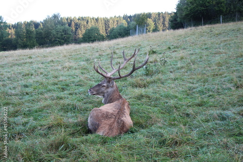 deer in the green