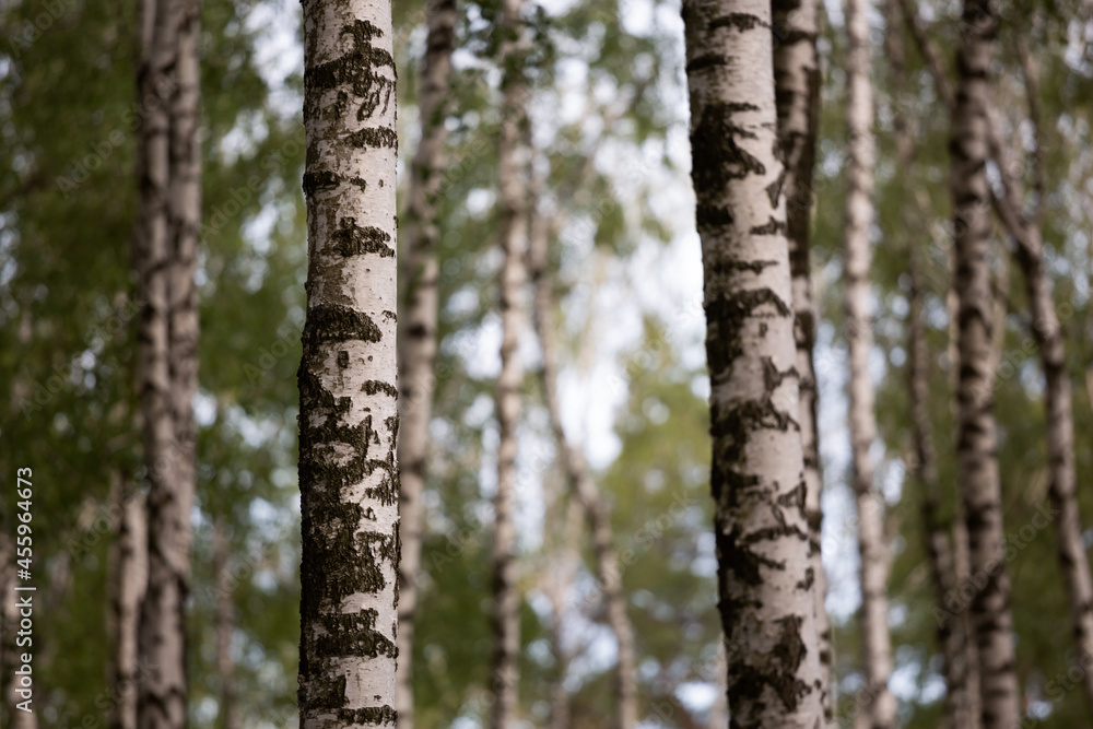 Fototapeta premium landscape of birch grove