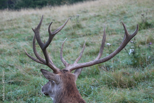 deer in the green