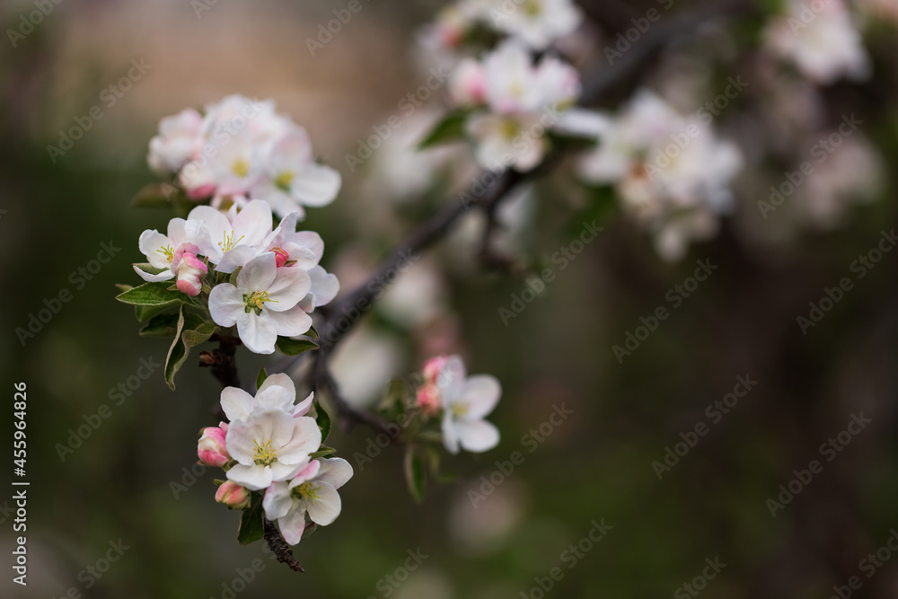 Orchard. Nature background