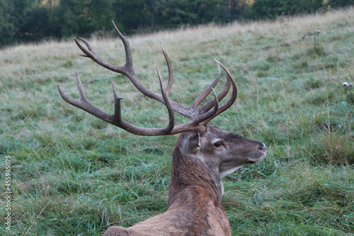 deer in the green