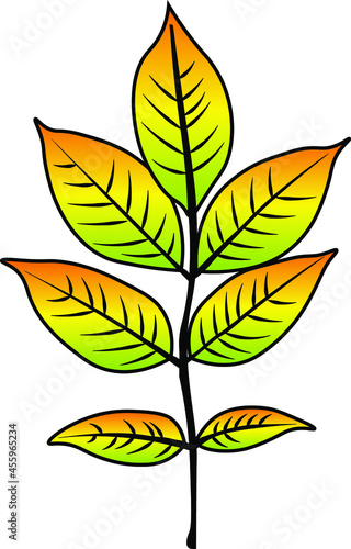 ash leaf vector colour autumn