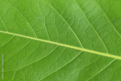 Green leaf macro texture background 