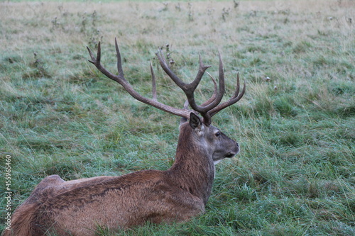 deer in the green