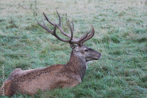 deer in the green