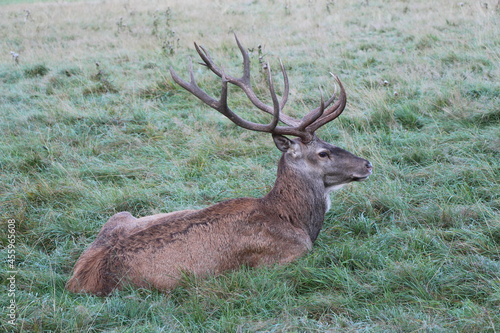 deer in the green