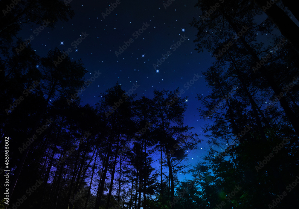 森から見上げる星空、創造アート