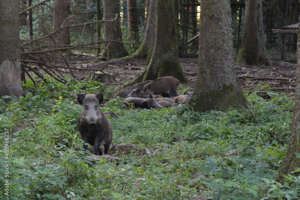 wild boar in the forest wild boar in the forest