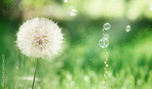 Fototapeta Naklejka Na Ścianę i Meble -  dandelions soap bubbles in a blur
