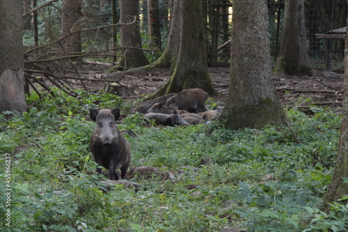 wild boar in the forest © Astrid