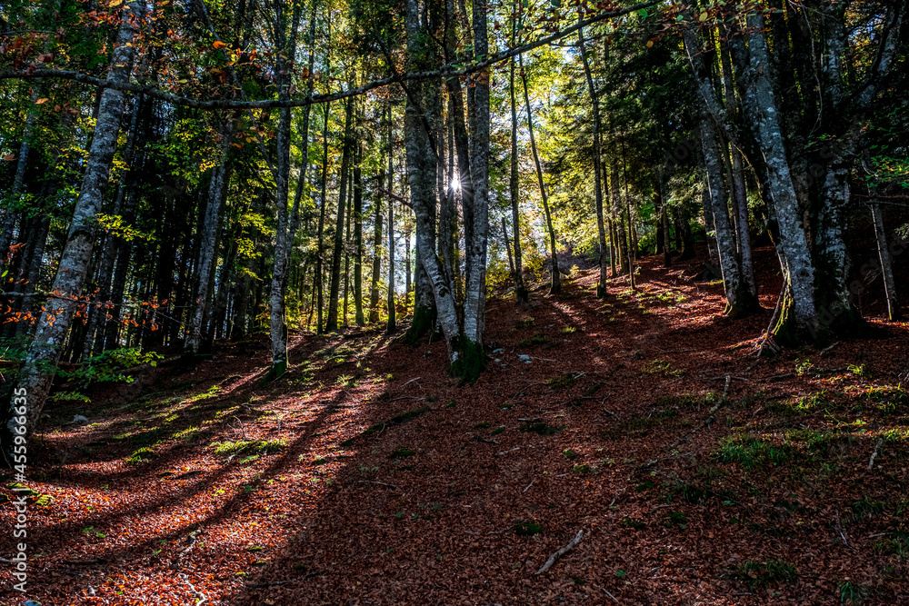 Obraz premium The Irati forest, in the Pyrenees Mountains of Navarra, in Spain, a spectacular beech forest in the month of October