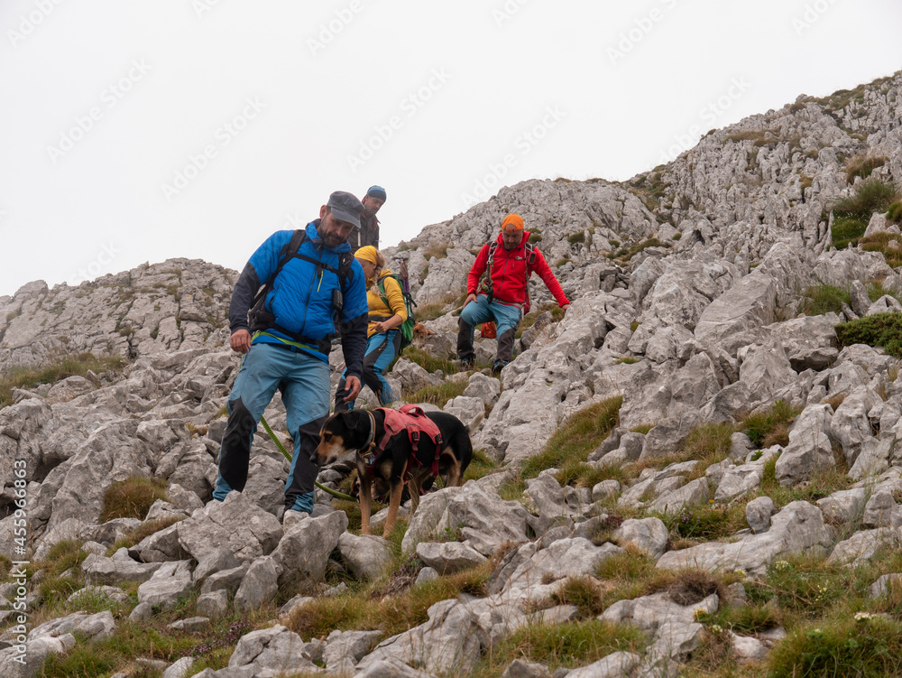 Fototapeta premium A group of hikers with backpacks, hiking in a beautiful mountainous area with their dogs
