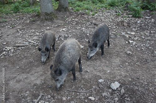 wild boar in the forest