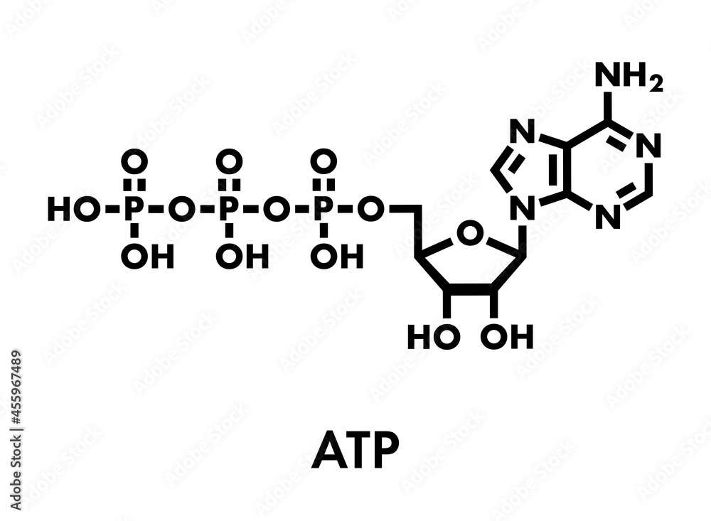 Adenosine triphosphate (ATP) molecule. Functions as neurotransmitter ...