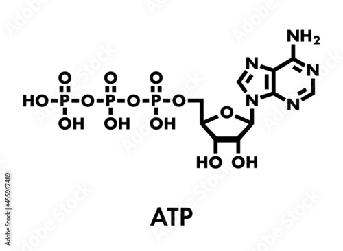 Adenosine triphosphate (ATP) molecule. Functions as neurotransmitter, RNA building block, energy transfer molecule, etc. Skeletal formula.