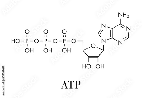Adenosine triphosphate (ATP) molecule. Functions as neurotransmitter, RNA building block, energy transfer molecule, etc. Skeletal formula. photo
