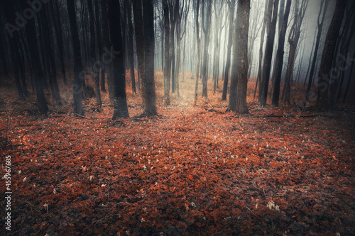 light in autumn woods  fantasy landscape