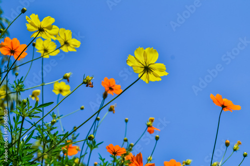 field of flowers © Afi