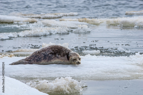 Ringed Seal (Pusa hispida) in Barents Sea coastal area, Russia