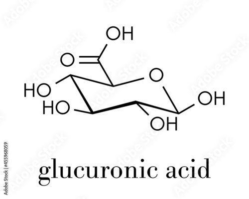Glucuronic acid molecule. Glucuronidation of xenobiotics plays role in drug metabolism, giving glucuronides. Skeletal formula.