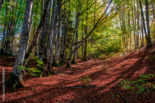 The Irati forest, in the Pyrenees Mountains of Navarra, in Spain, a spectacular beech forest in the month of October photo