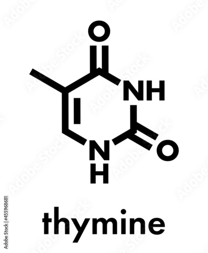 Thymine (T) nucleobase molecule. present in DNA. Skeletal formula.