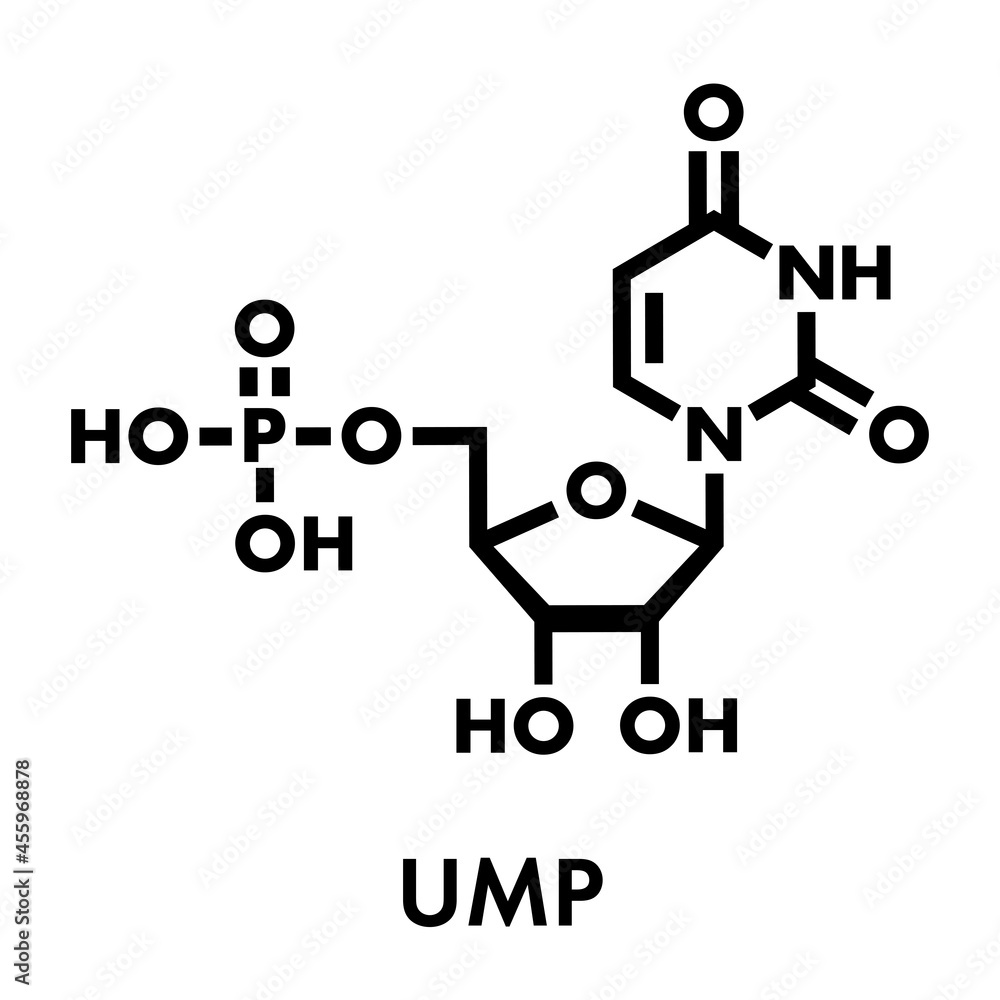 Uridine monophosphate (UMP, uridylic acid) nucleotide molecule. Building block of RNA. Skeletal formula. Uridine monophosphate (UMP, uridylic acid) nucleotide molecule. Building block of RNA. Skeletal formula.