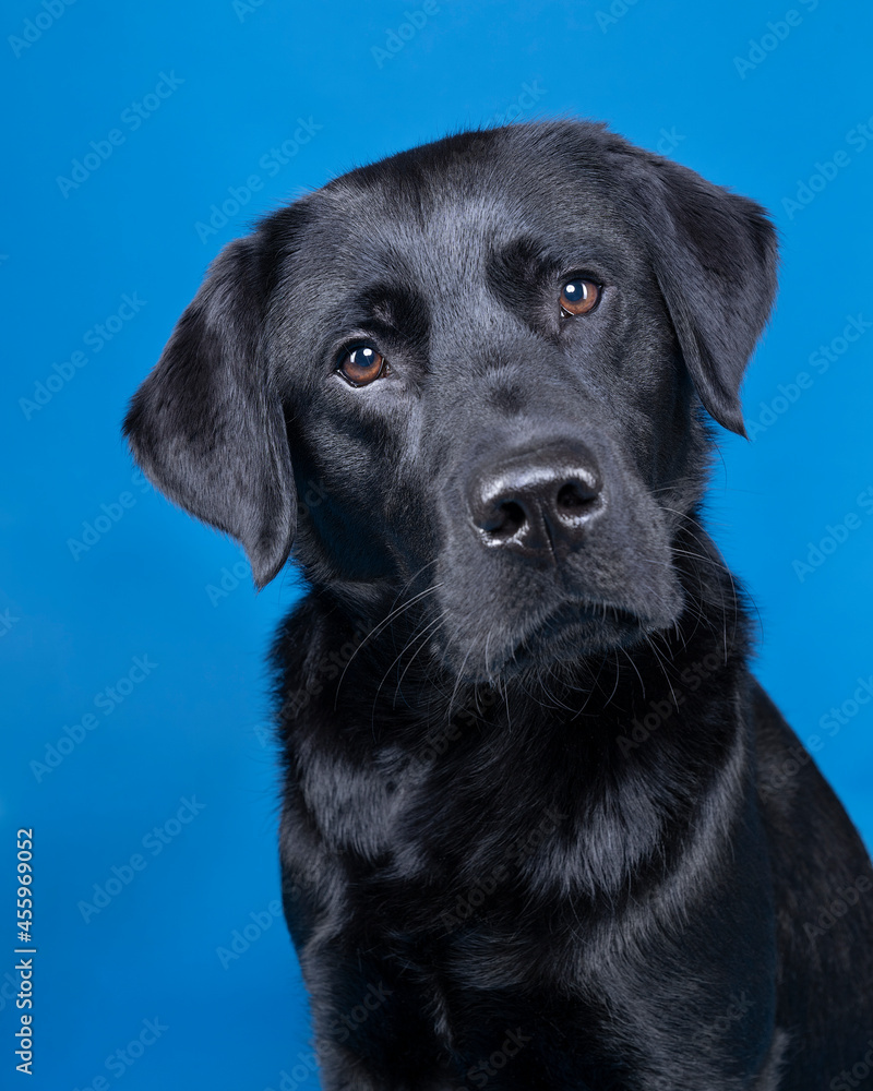 Studio shot of a Black labrador dog with brown eyes isolated on blue background