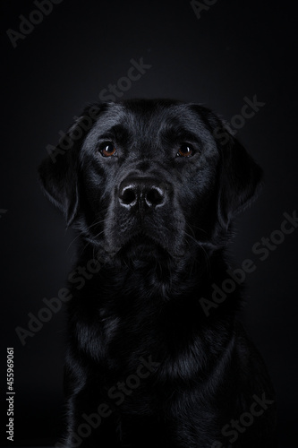 Studio shot of a Black labrador dog with brown eyes isolated on black background © Leoniek