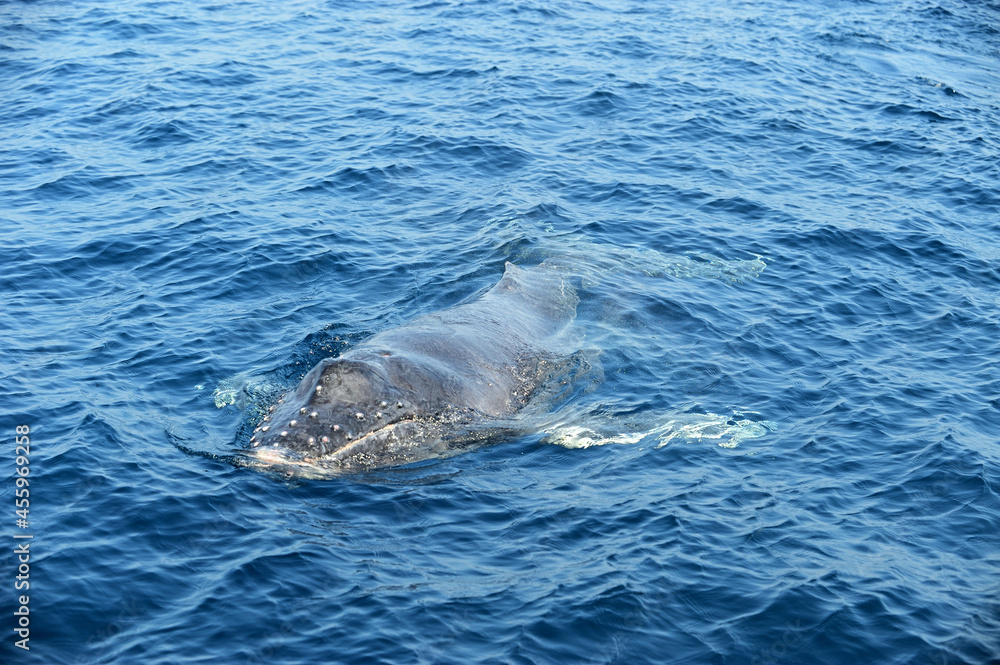 Obraz premium 海面を漂うザトウクジラの子ども