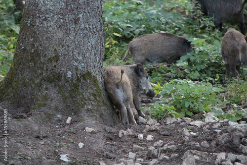 wild boar in the forest