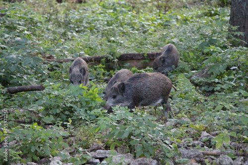wild boar in the forest