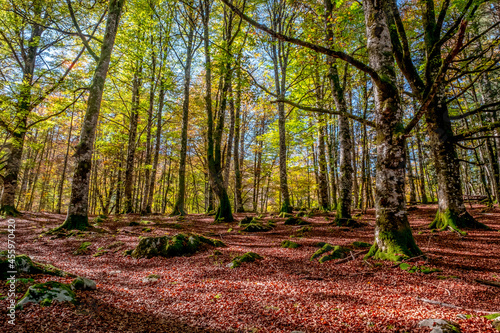 The Irati forest  in the Pyrenees Mountains of Navarra  in Spain  a spectacular beech forest in the month of October