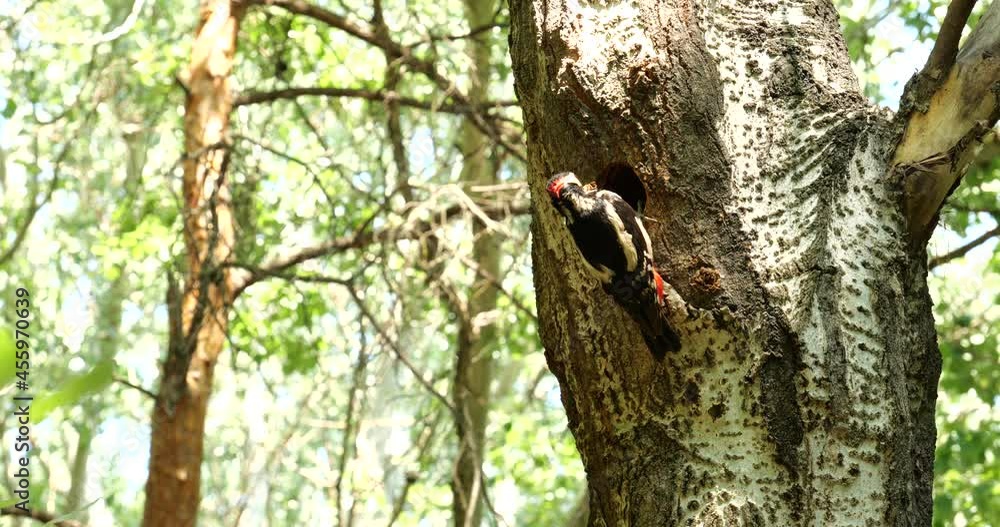 famyly Great spotted woodpecker in the wood famyly Great spotted woodpecker in the wood