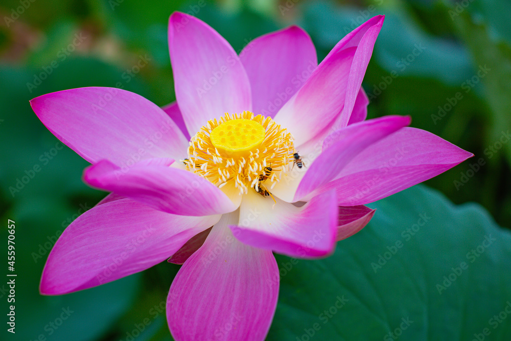 Beautiful pink pollen lotus flower insect bee flies with pollen in the lake, pure pink lotus Beautiful pink pollen lotus flower insect bee flies with pollen in the lake, pure pink lotus