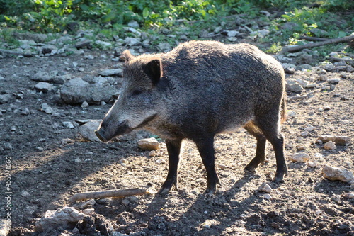 wild boar in the forest