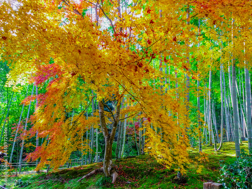 京都　秋の嵯峨野　紅葉と竹林