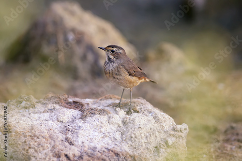 Various bluethroats (Luscinia svecica) in winter plumage are shot close-up on reeds, stones and on the bank of a pond against a beautiful blurred background